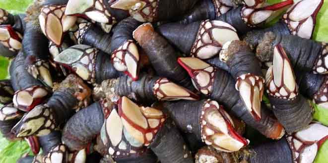 Resultado de imagen para percebes gallegos