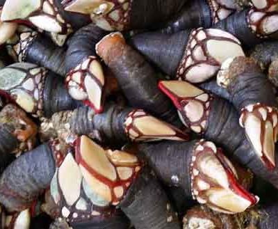 como cocer percebes